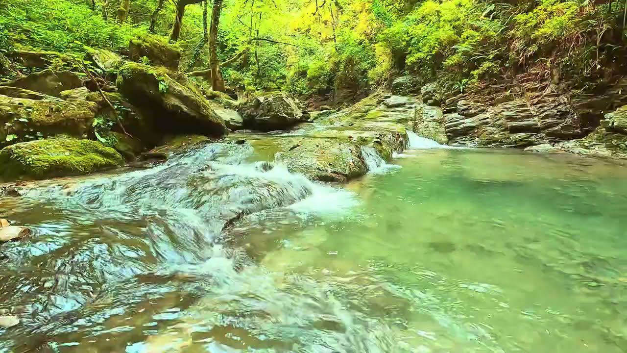 Forest River Sounds for Deep Sleep 🌿 3 Hours Relaxing Nature Ambience