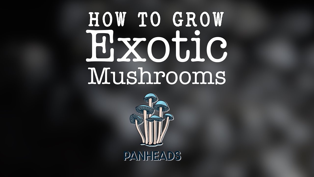 How to Grow Exotic Mushrooms