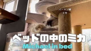 バーマン猫ミカとウリ【ベッドの中のミカ】Michael in bedバーマン猫Birman/Cat