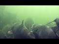 view Skin &amp; Bones - Animal Life: Blue Catfish digital asset number 1