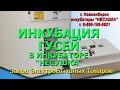 Инкубация гусей в инкубаторе Несушка с регулировкой влажности