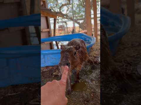 Capybara ZOOMIES!