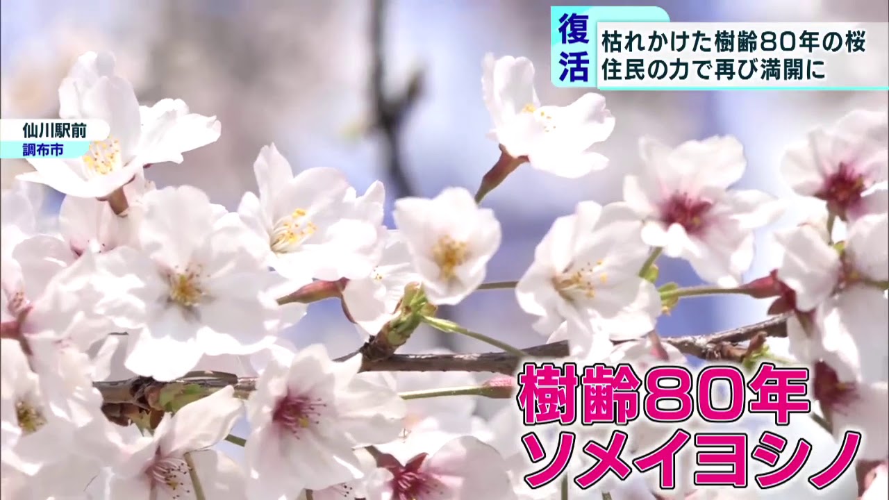 枯れかけた樹齢80年の桜、再び満開に 東京・仙川駅前｜ニュース｜TOKYO MX