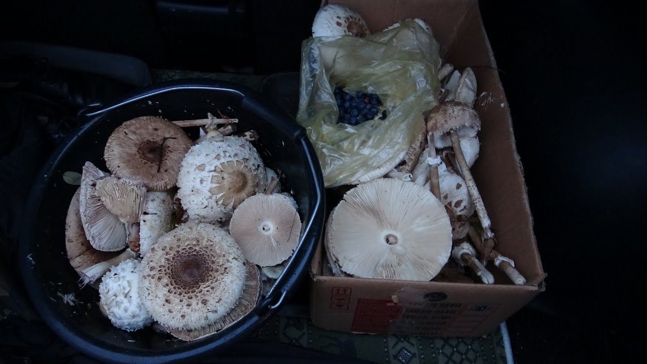 Гриб Зонт. Съедобные Грибы. - YouTube