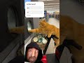 CUTE CAT AT DEPOSIT MASCHINE 🤣🤣🤣 #funny #cat  #shorts #viralshorts