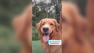 Nova Scotia Duck Tolling Retriever