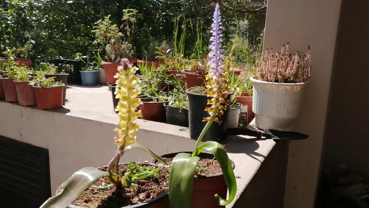 Lachenalia orchioides & Lachenalia mutabilis vanskouflora