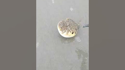 Family Saves Puffer Fish Stuck on Sandy Beach by Putting it Back in the Sea - 1197571-1