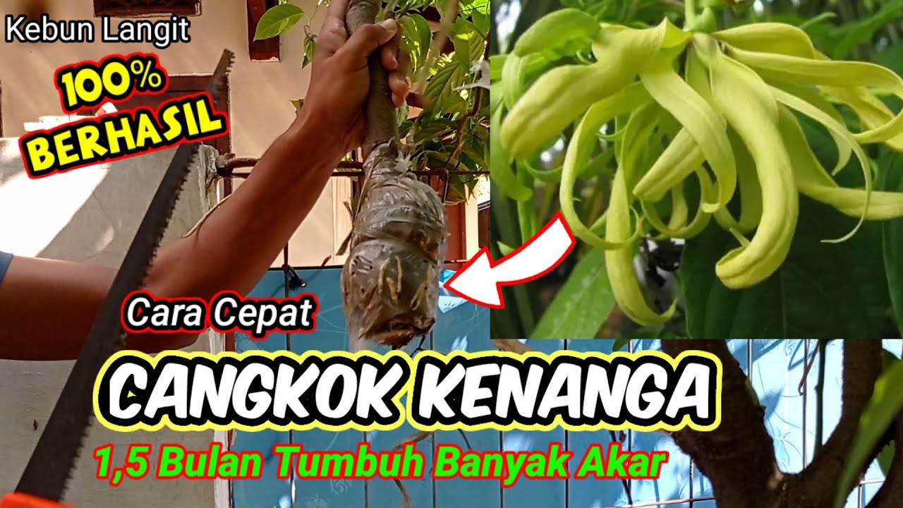 Cangkok Kenanga Cepat Tumbuh Akar