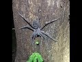 Fishing Spider Expedition - Xeric Bayou