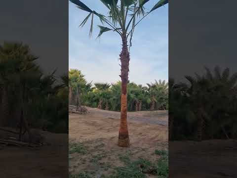 نخل واشنطني زينه للبيع