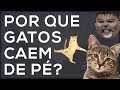 Você sabe por que gatos SEMPRE caem de pé?