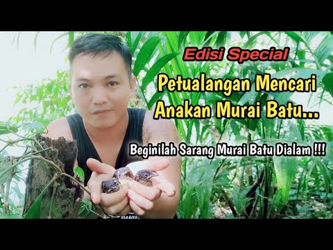 Video: Bagaimana cara mendapatkan anakan hutan?