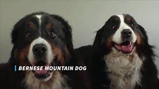 The most beautiful dogs in the world by Wild Nature and Travels 4 views 4 years ago 48 seconds