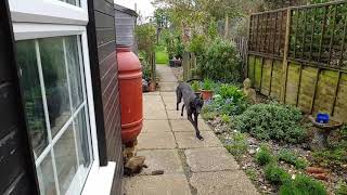 Greyhound slow motion