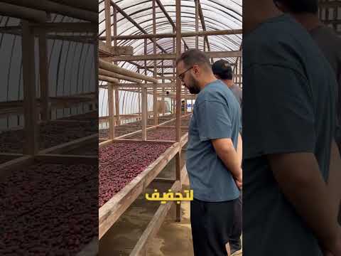 الرحلة الى مزارع القهوة