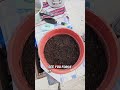 Growing cantaloupe plant from seeds | Part 3 | Home Gardening.