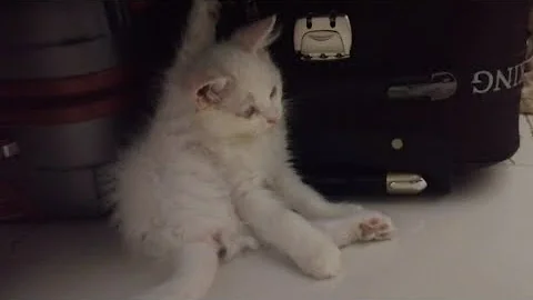 Video 9179891: beautiful turkish angora, cat beautiful kitten, cat kitten white, cat kitten playing