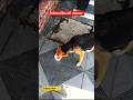 आज दिया दूध मैंने एक डॉग को पीने के लिए #dog lover #humanity #viral video