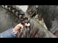 Braid the manes of Friesian Horse Saly.