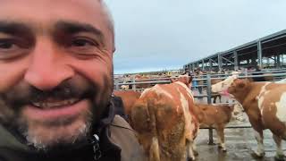 ÇORUM HAYVAN PAZARI BÜYÜKBAŞ 4 MAYIS ÇEKİMİ 1. BÖLÜM 4 MAYIS 2026