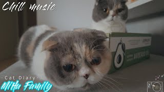[Chillout with kittens] Taroball and Mochi Chill Music, Background, Work, Sleep