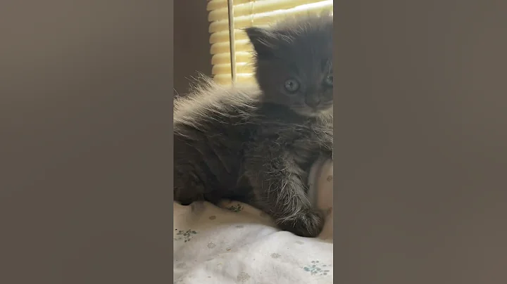 Watch the video about Exotic Blue Himalayan ThePersianLady.com