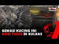 Sepuluh kucing paling banyak tidur di lemari es