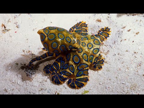 Video: Pulpo de anillos azules: descripción de la especie, hábitat, reproducción y mantenimiento en el acuario