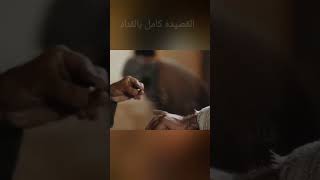 اقتربت فاجعه المحراب ? وداعا حمزه ابو هدمه