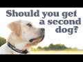 GETTING A SECOND DOG?  PROS AND CONS - ADVICE ON HAVING 2 DOGS