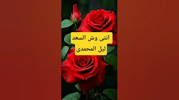 ليل المحمدى وش السعد 