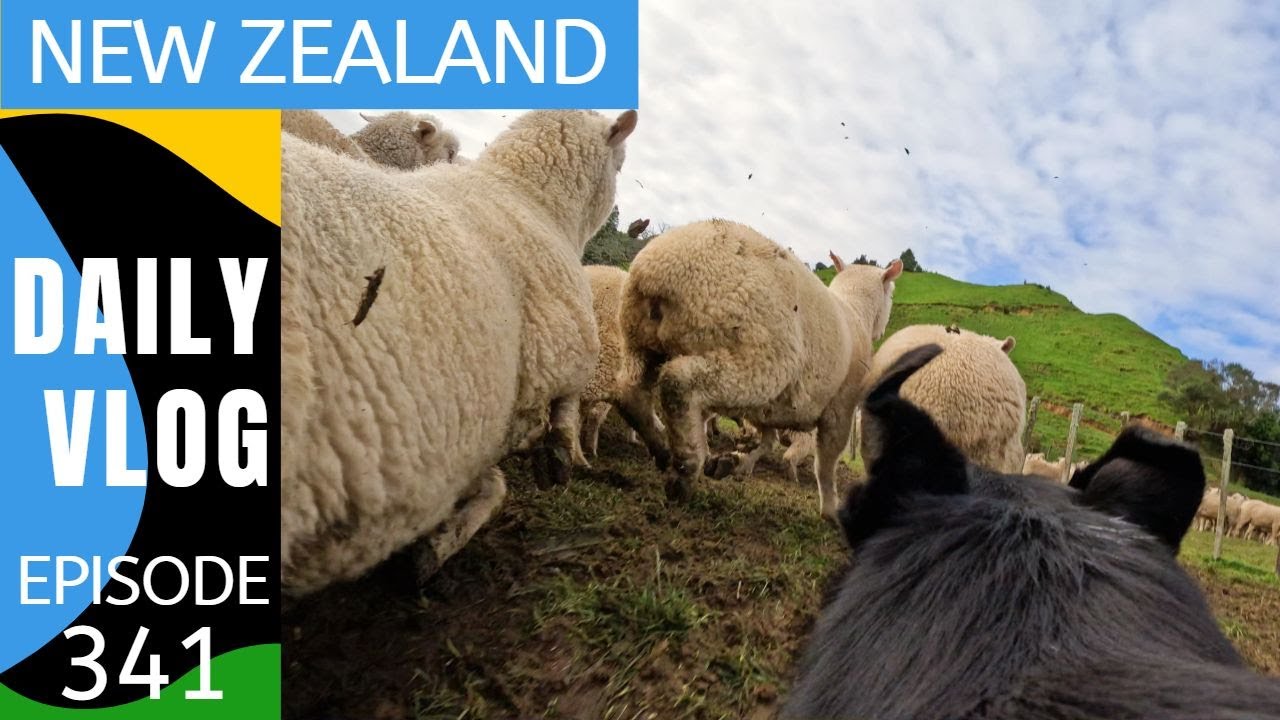 Working in the sheep yards + Sheep Dog POV  [ Life in New Zealand Daily Vlog 