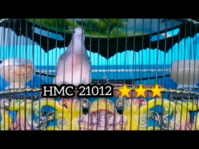 GACOR!!!! PERKUTUT BANGKOK SUARA LENGKAP RING HMC BIRD FARM class=