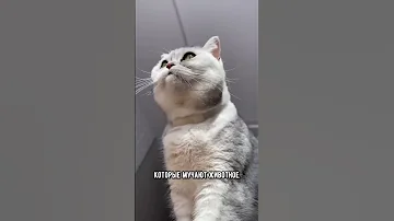 Если ваш кот начала делать это - срочно покажите его ветеринару #кошка #коты #shorts