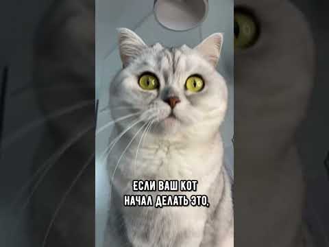 Видео: Задайте ветеринарен лекар за котките