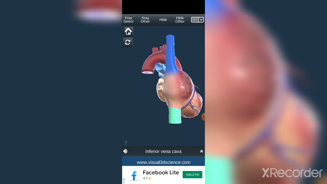 Ürək.Ürəyin quruluşu.Böyük qan dövranı,kiçik qan dövranı,ürək tsikli🌹