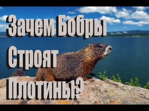 Зачем бобры строят плотину?