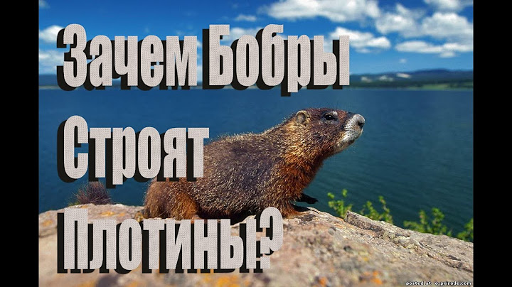 Зачем бобры строят плотину?