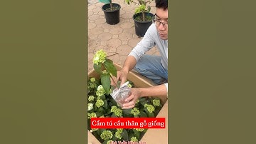 Cẩm tú cầu thân gỗ giống nhà em đây các bác ơi, cây sẵn hoa luôn rồi ạ ☎️: 092.391.6866