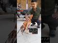رقص عاشقانه یک خروس لاری برای صاحبش همچین چیزی دیده بودی AseelRooster Aseel رقص عاشقانه یک خروس لاری برای صاحبش همچین چیزی دیده بودی AseelRooster Aseel