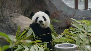 Adorable Pandas' Bamboo Banquet & Siesta Time