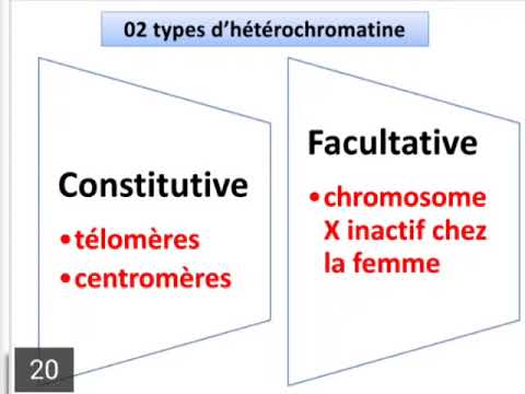 Vidéo: La chromatine a-t-elle des histones ?