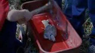 Eternal Sunshine  Emilie Simon