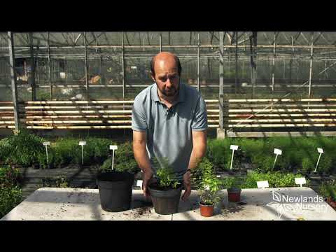 Wideo: Uprawa werbeny w pomieszczeniu: jak uprawiać werbenę cytrynową jako roślinę doniczkową