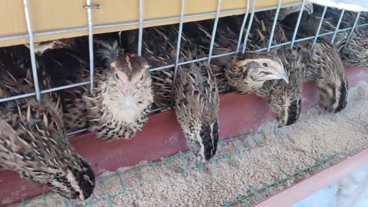 കാട കൃഷി അറിഞ്ഞിരിക്കേണ്ട കാര്യങ്ങൾ 