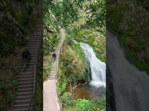 9 schöne Orte im Schwarzwald #schöneorte #schwarzwald #wasserfall #reisen #shorts