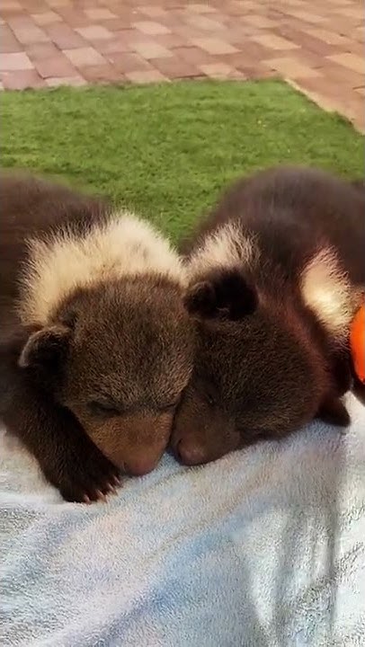 Animals Live In Zoo short Videos 23 YouTube animals-live-in-zoo-short-videos-23-youtube