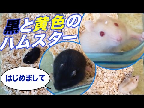 ちょっと珍しい 黒と黄色 赤い目 のハムスター Youtube