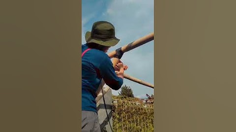 Thumbnail of mempercantik tiang Greenhouse Bambu #shorts #viral #greenhouse #hidroponik